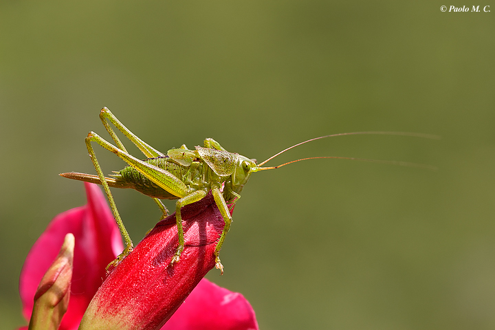 Tettigonia sp. (ninfa)